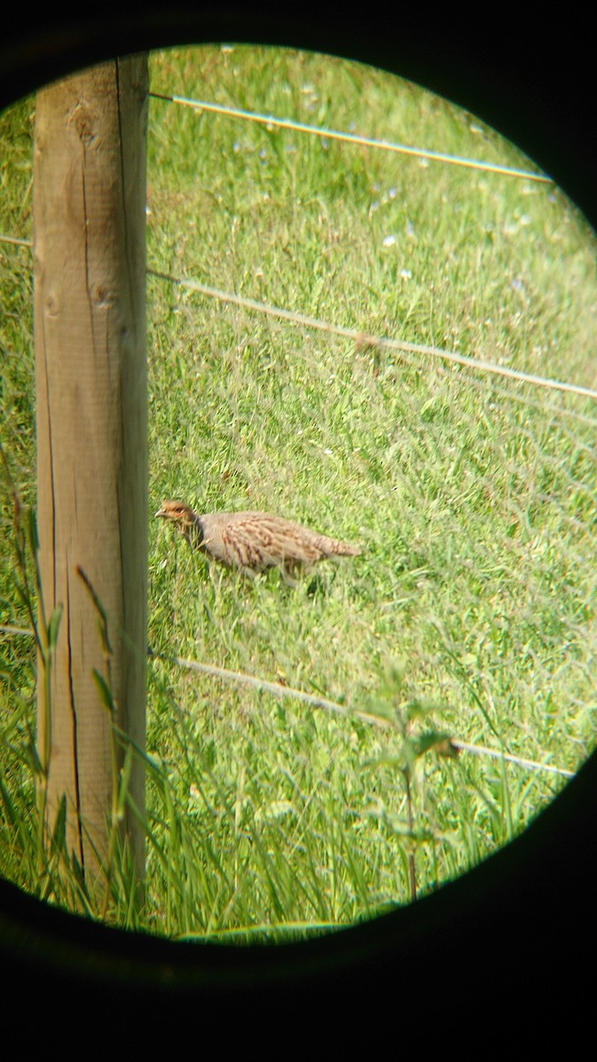 Gray Partridge - Glenn Cockburn