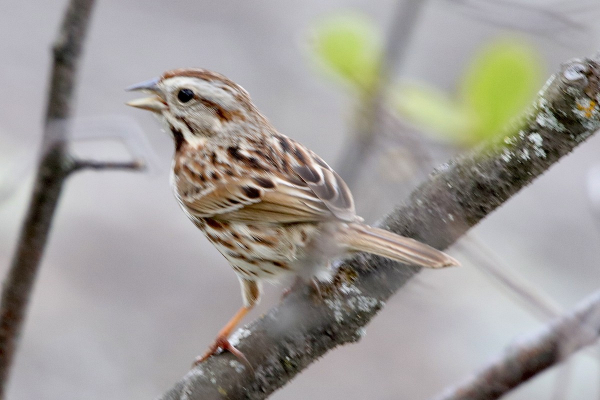 Song Sparrow - Jay & Judy Anderson