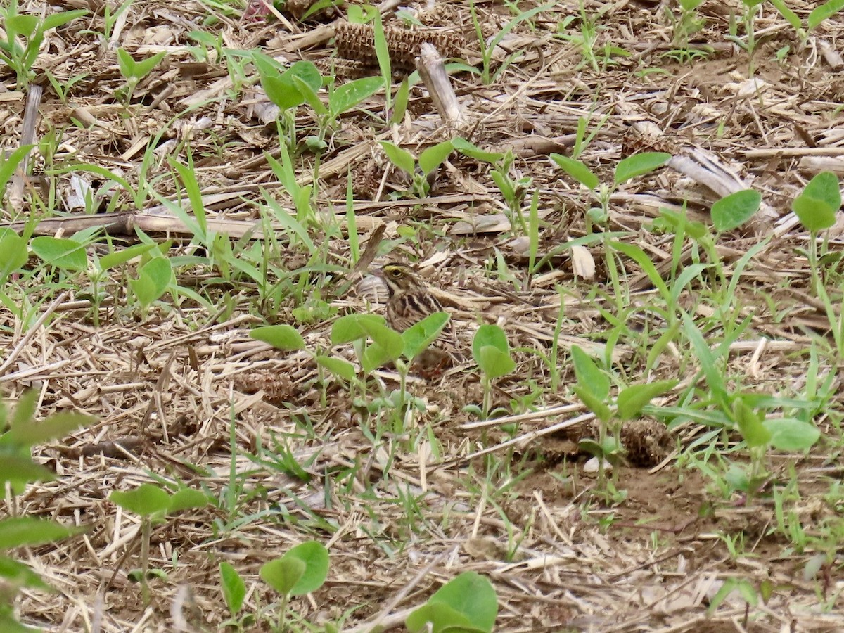 Savannah Sparrow - Nancy Barnhart