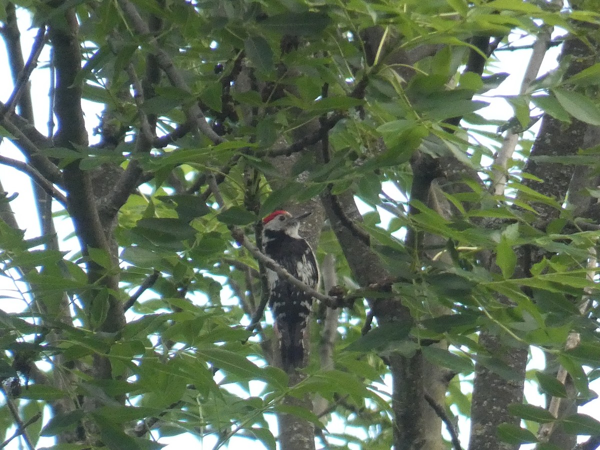 Middle Spotted Woodpecker - ML619298391