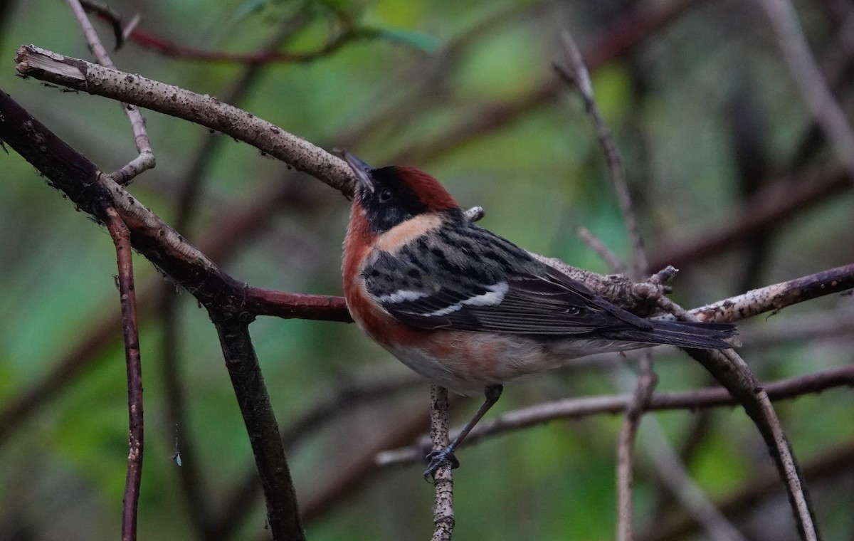 Bay-breasted Warbler - ML619298392