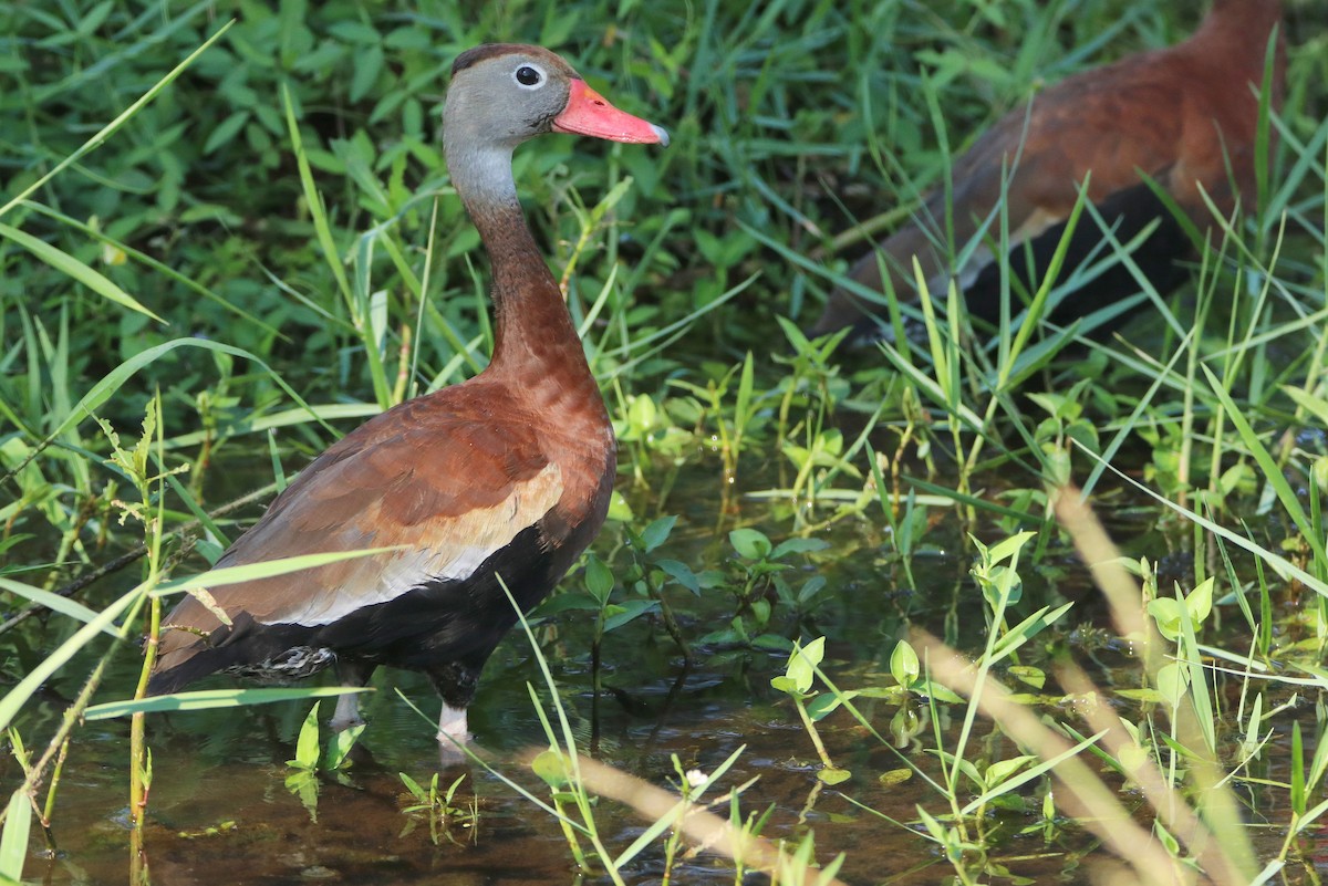 Black-bellied Whistling-Duck - Dennis  Dirigal