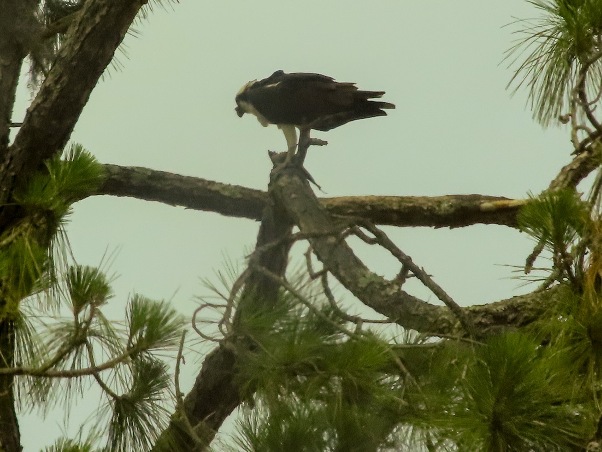 Osprey - Taylor DiTarando