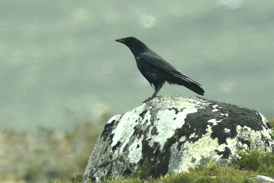 Corneja Negra - ML619298406