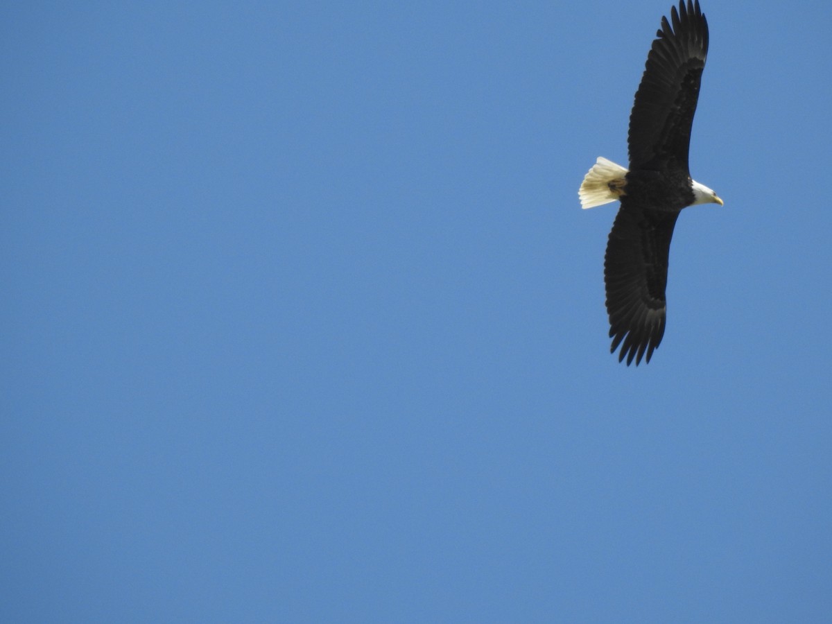 Bald Eagle - Jacques Bélanger