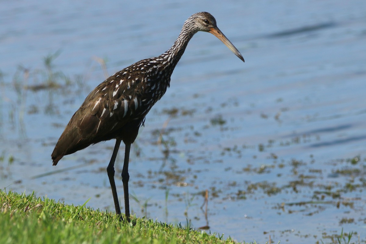 Limpkin - Dennis  Dirigal