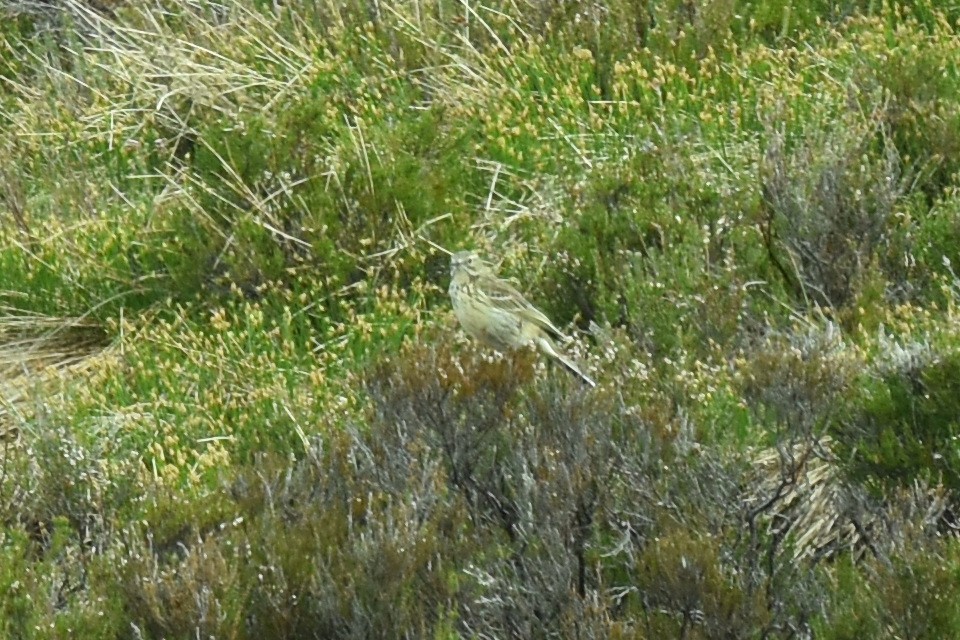 Meadow Pipit - Blair Whyte