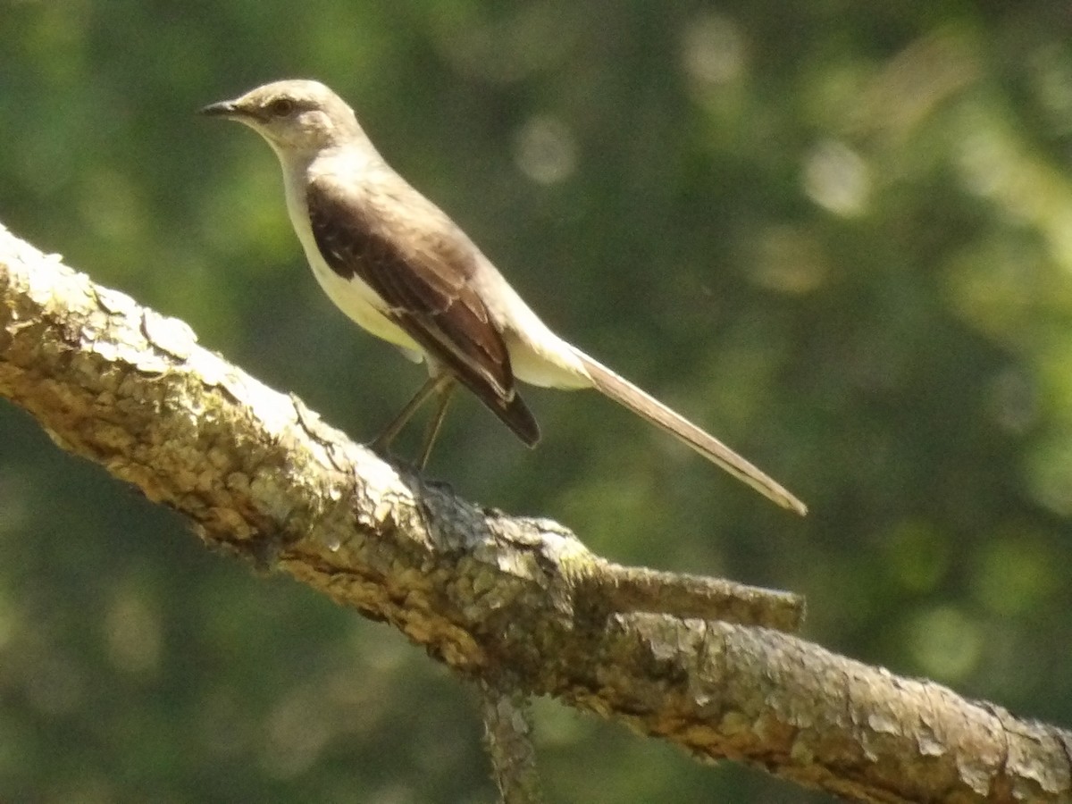 Northern Mockingbird - Jerhemy Lonzo
