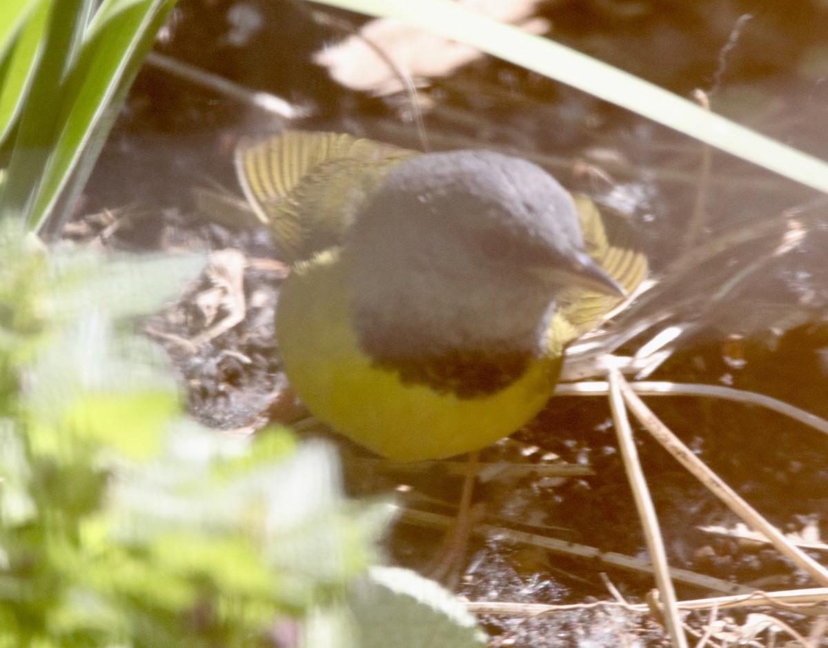 Mourning Warbler - Jay & Judy Anderson