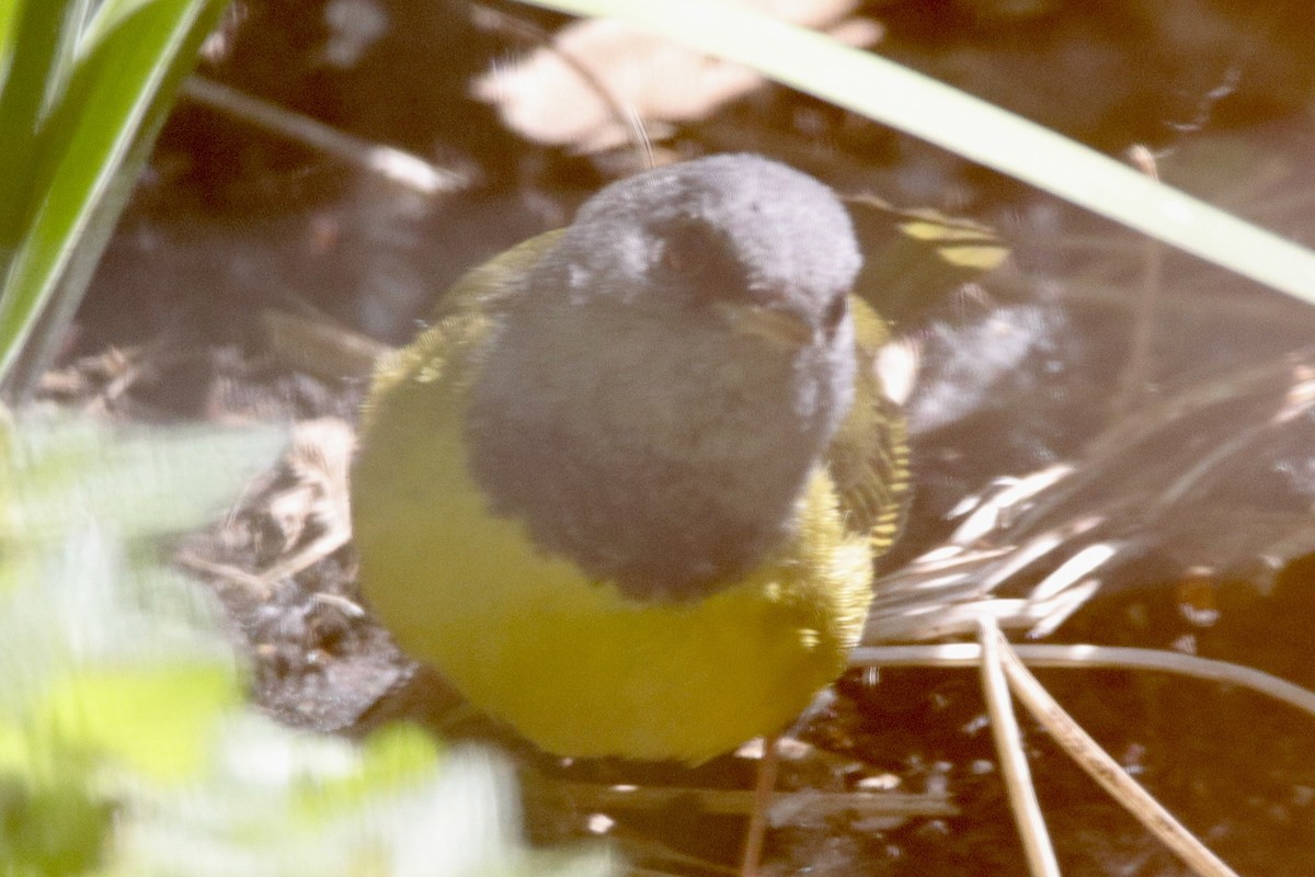 Mourning Warbler - Jay & Judy Anderson