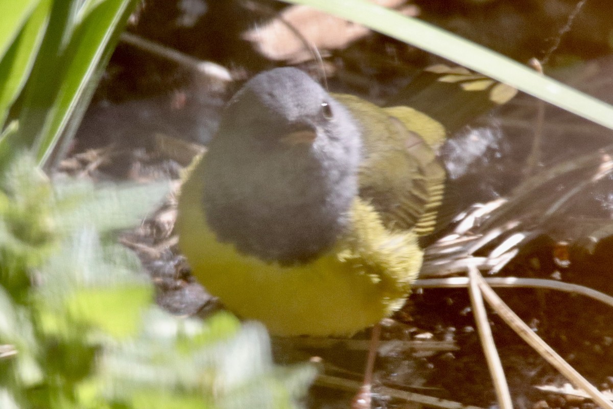 Mourning Warbler - Jay & Judy Anderson