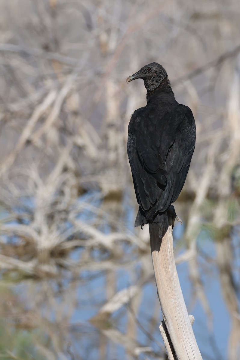 Black Vulture - Tom Forwood JR