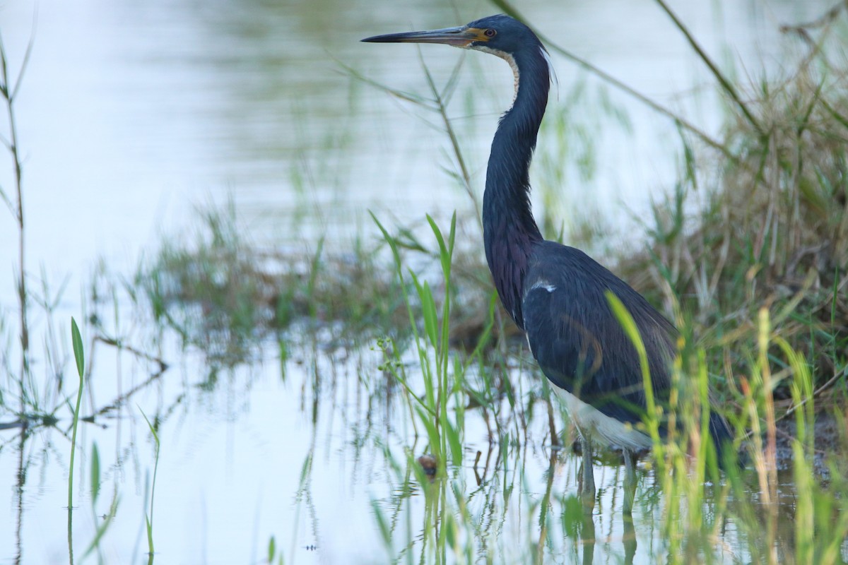 Tricolored Heron - Dennis  Dirigal