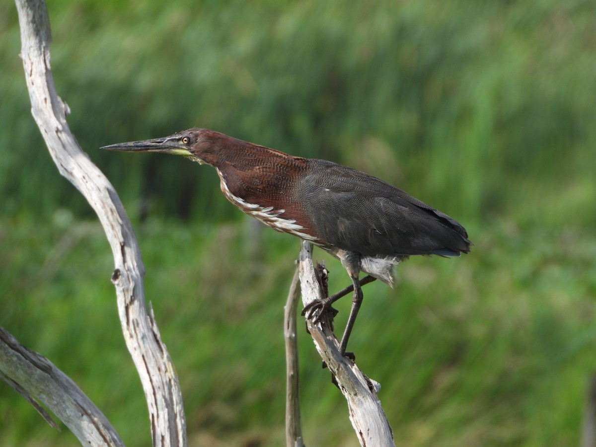 Rufescent Tiger-Heron - Francisco Contreras @francontreras.80