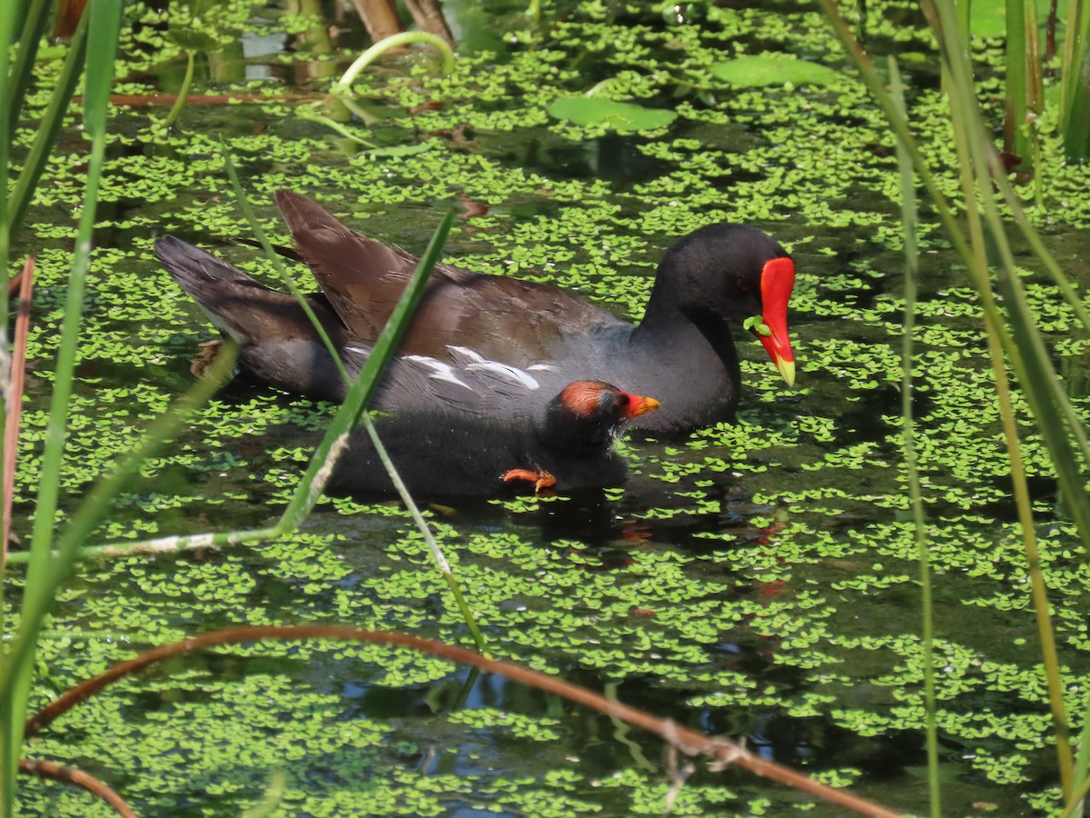 Common Gallinule - Laurie Witkin