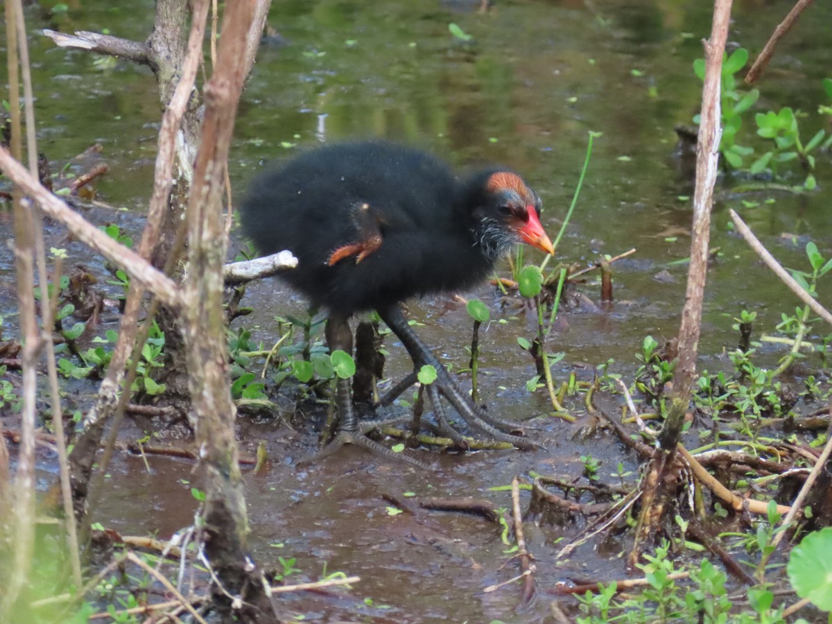 Common Gallinule - Laurie Witkin