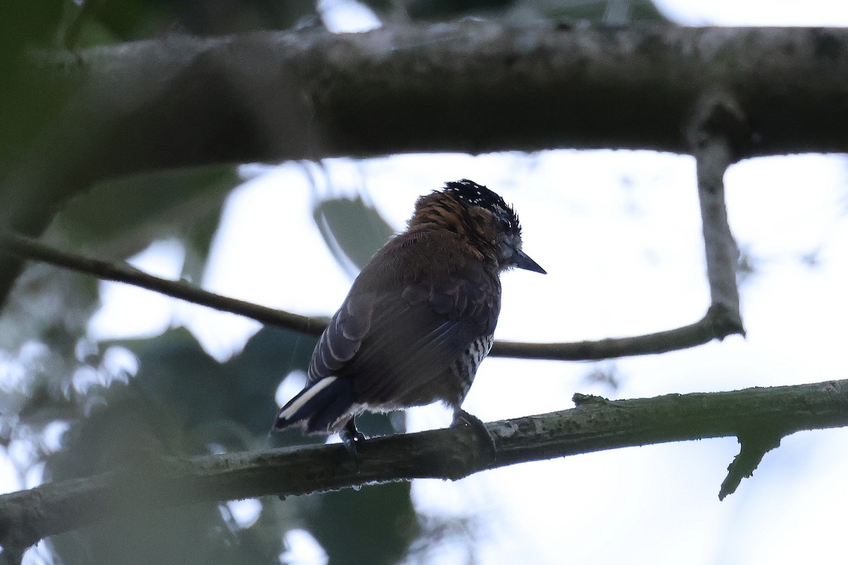 Ochre-collared Piculet - Hubert Stelmach