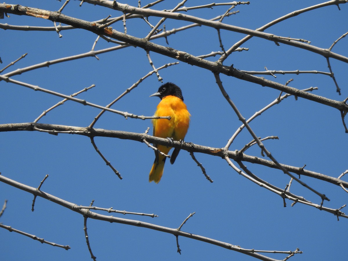 Baltimore Oriole - Jacques Bélanger