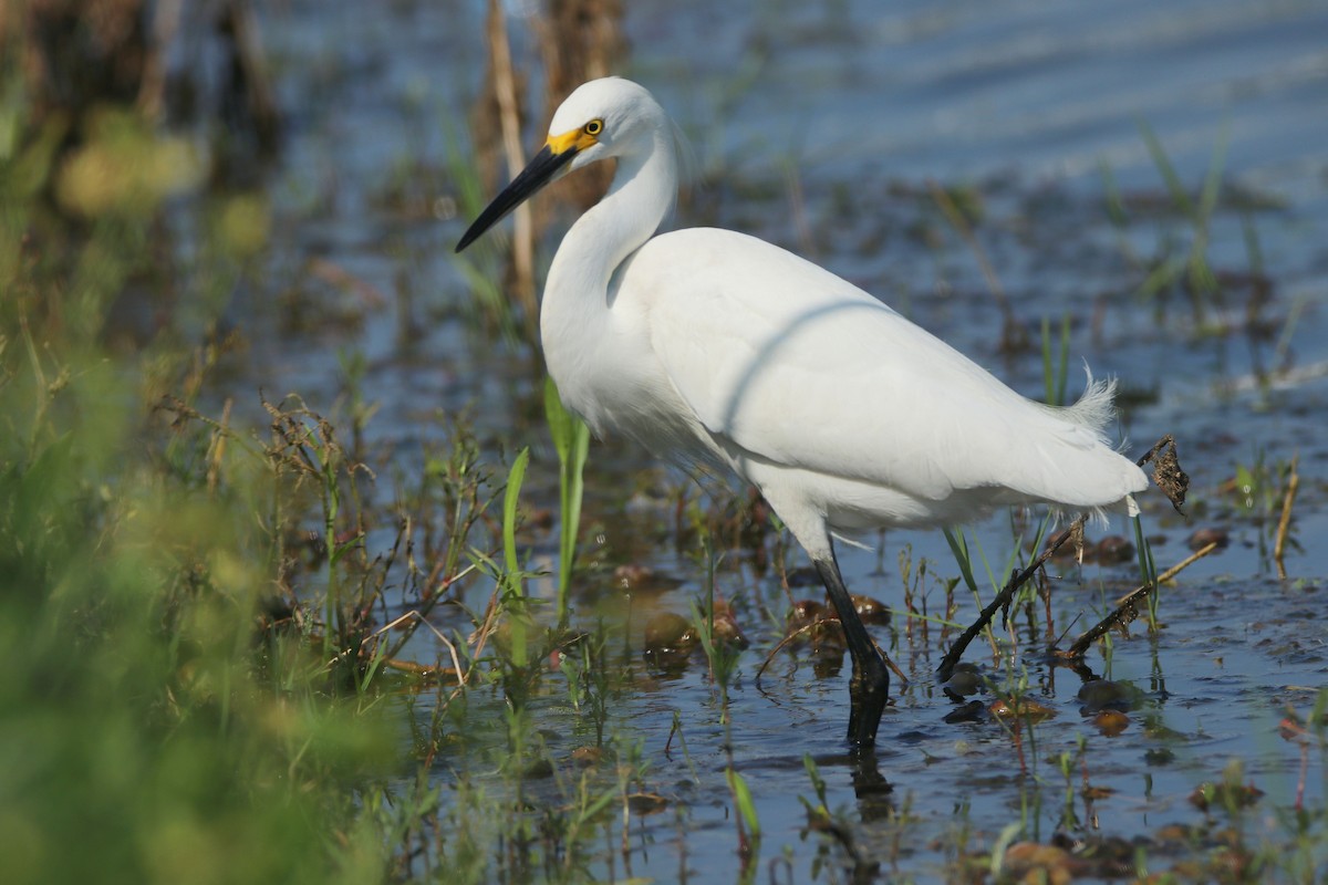 Snowy Egret - Dennis  Dirigal