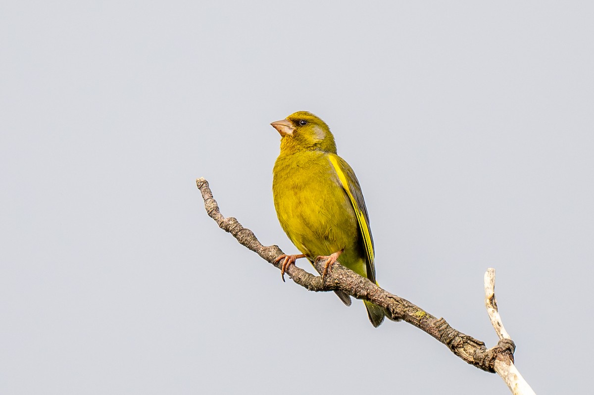 European Greenfinch - Holger Köhler