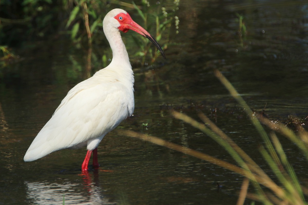 White Ibis - ML619298463