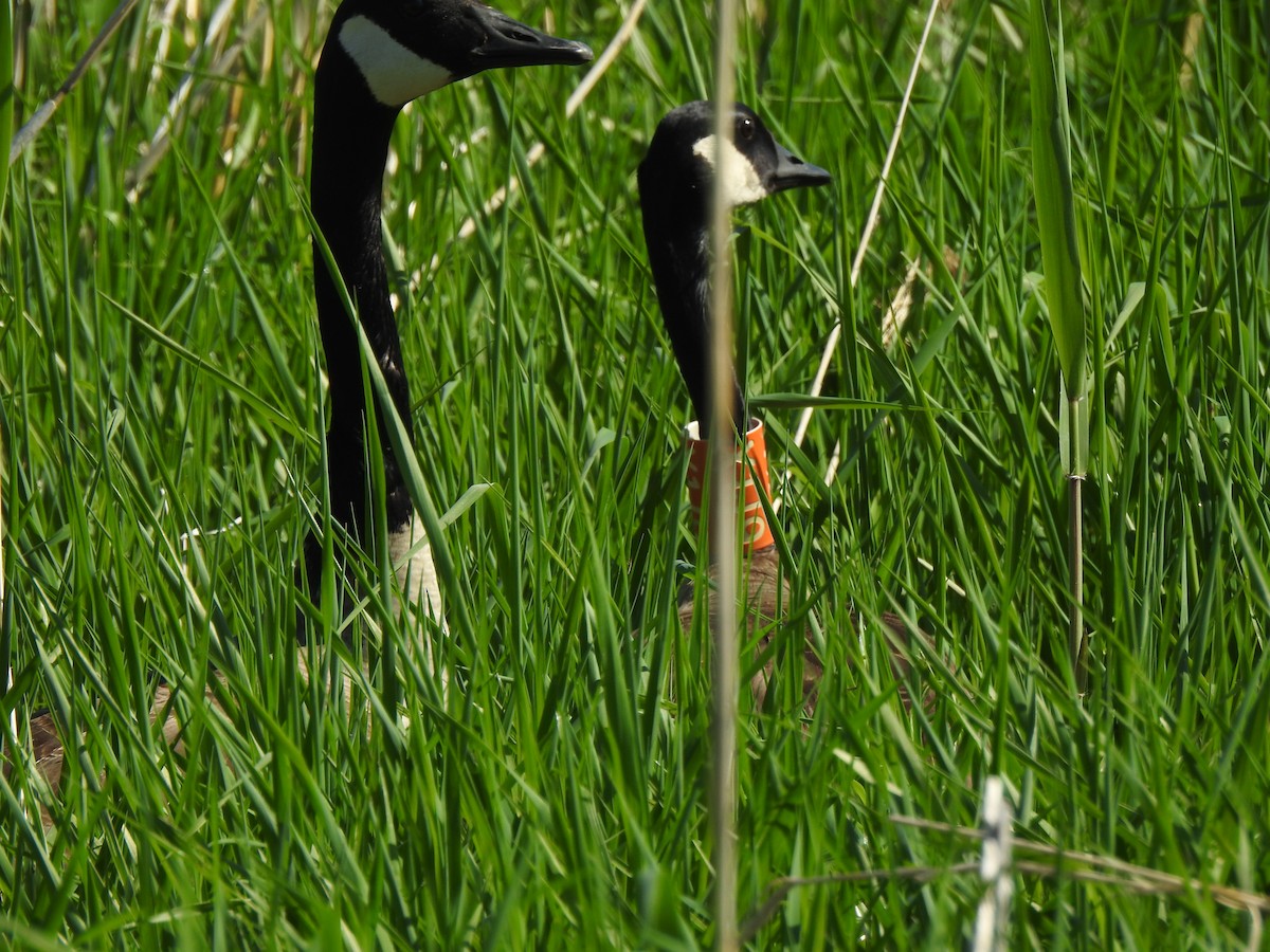 Canada Goose - Jacques Bélanger