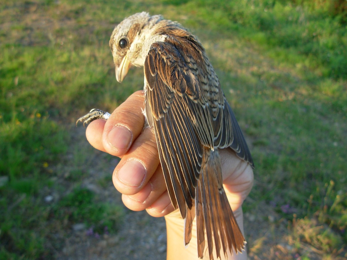 Red-backed Shrike - Vítor Xosé Cabaleiro Barroso