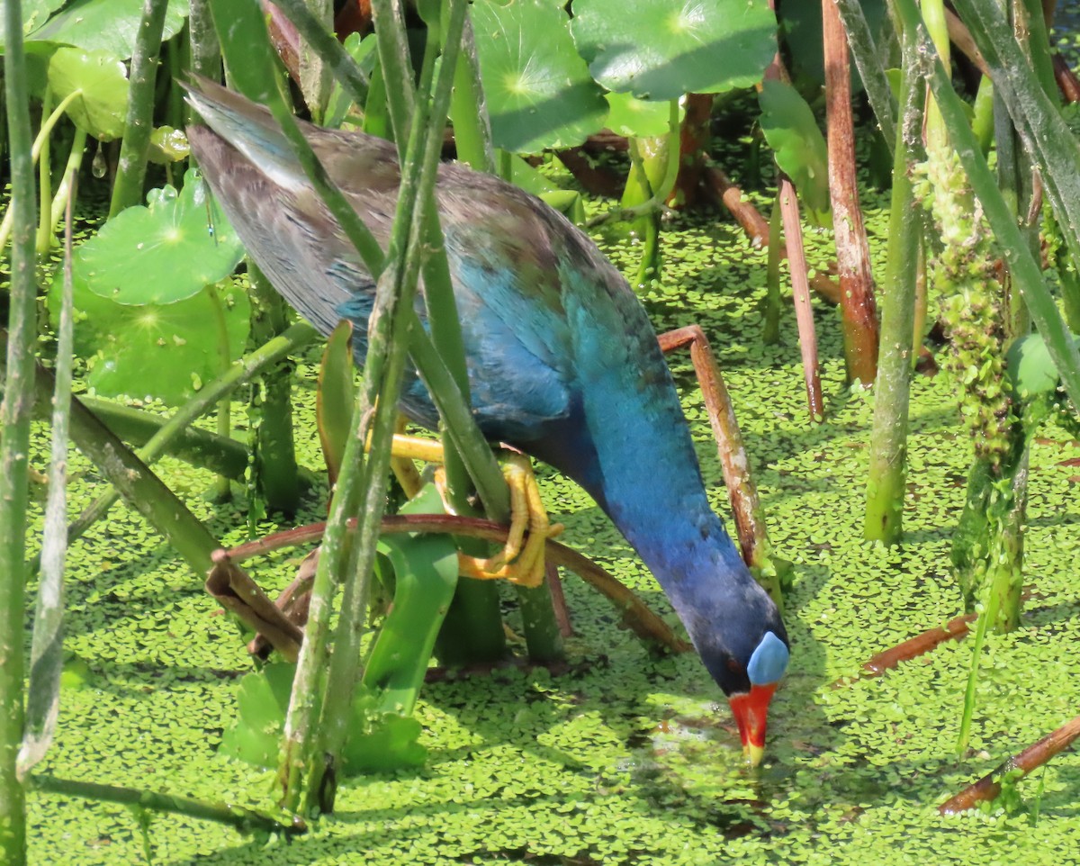 Purple Gallinule - Laurie Witkin