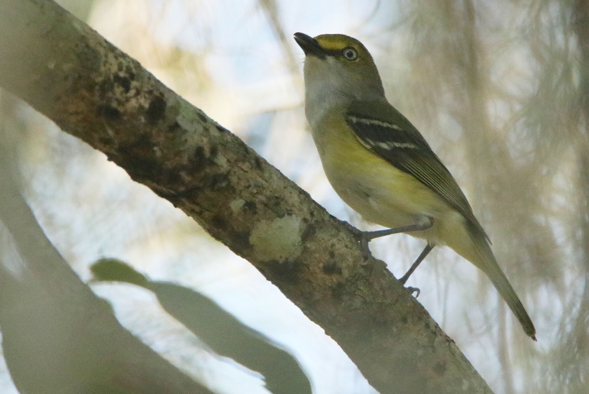 Ak Gözlü Vireo - ML619298481