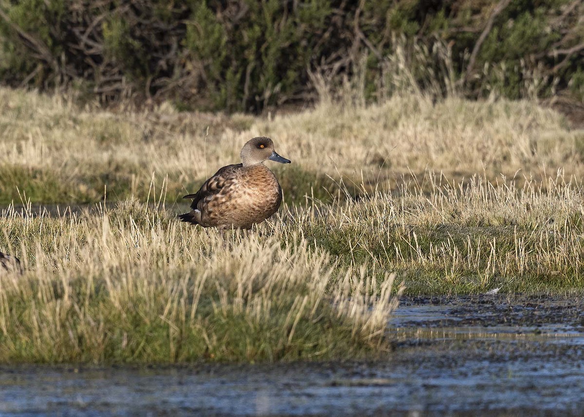 Crested Duck - VERONICA ARAYA GARCIA