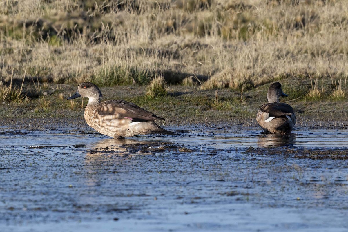 Crested Duck - ML619298490