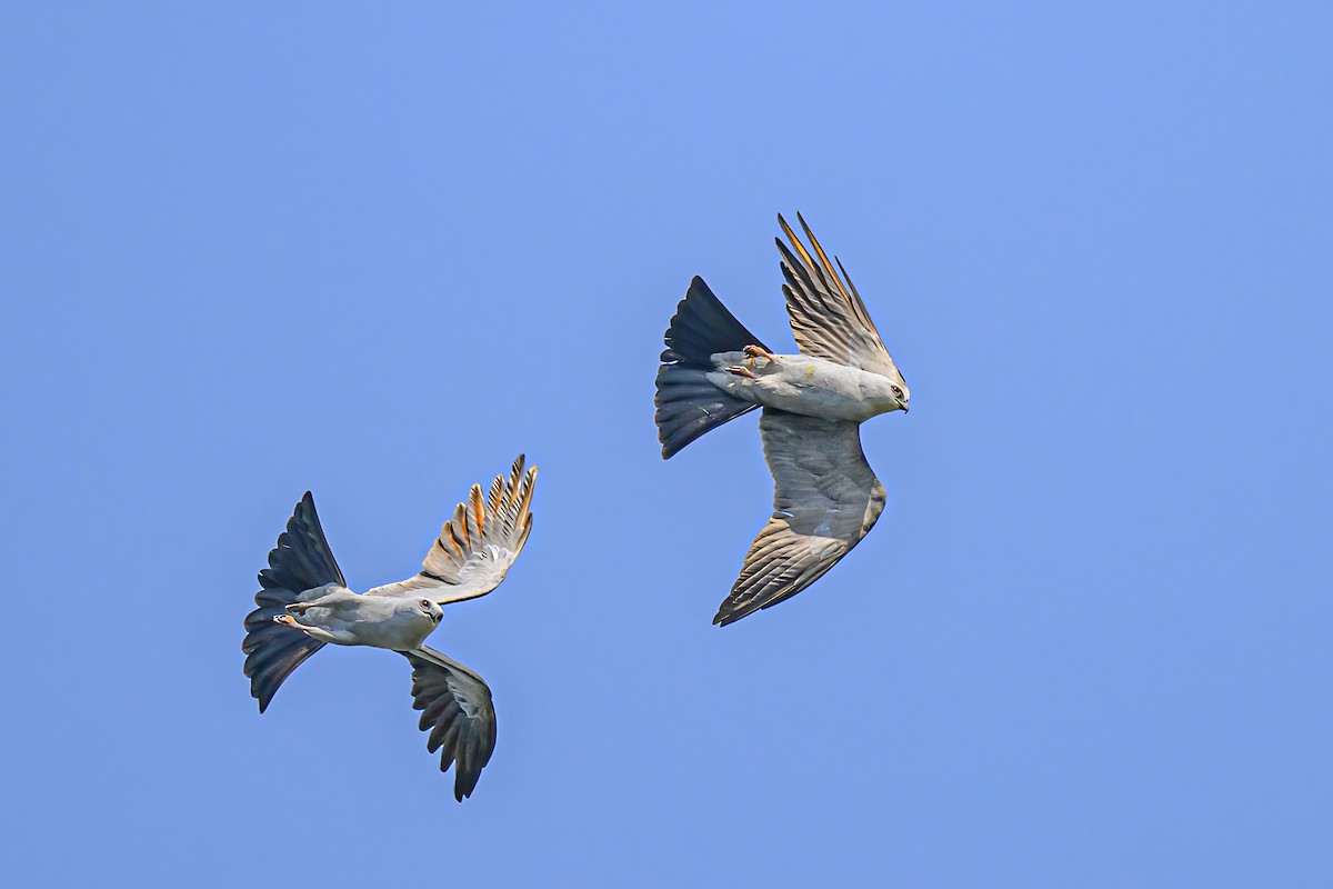 Mississippi Kite - Janet Hix