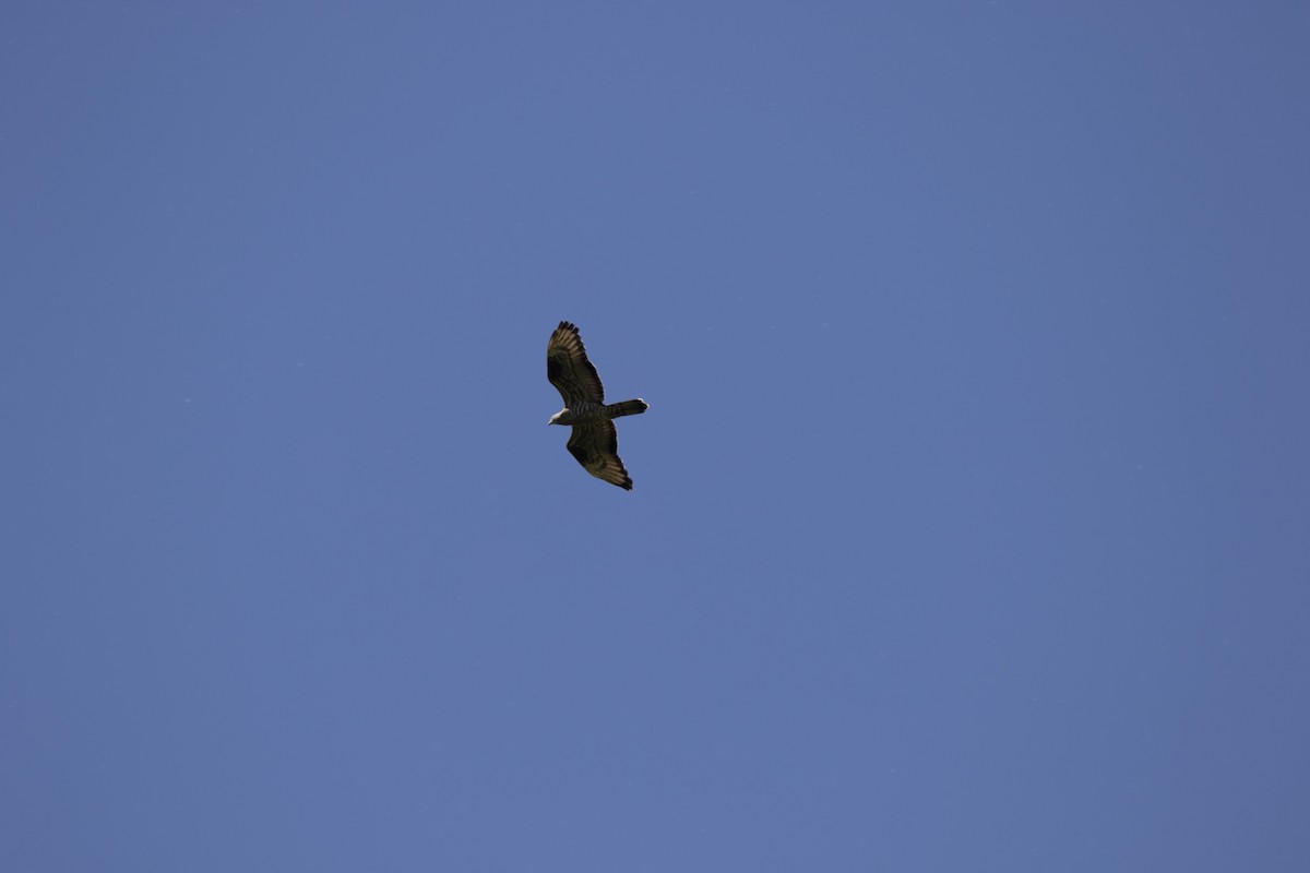 European Honey-buzzard - ML619298496