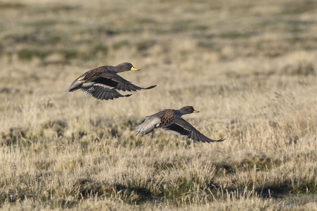 Yellow-billed Teal (oxyptera) - VERONICA ARAYA GARCIA