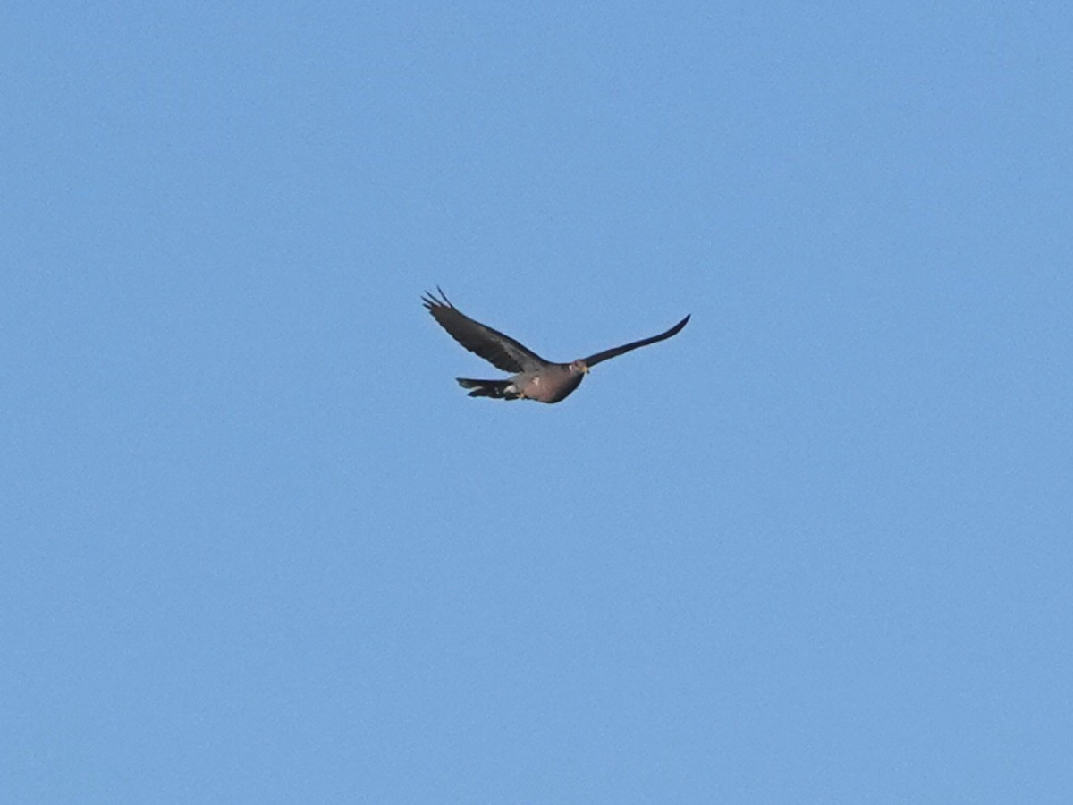Полосатохвостый голубь - ML619298507