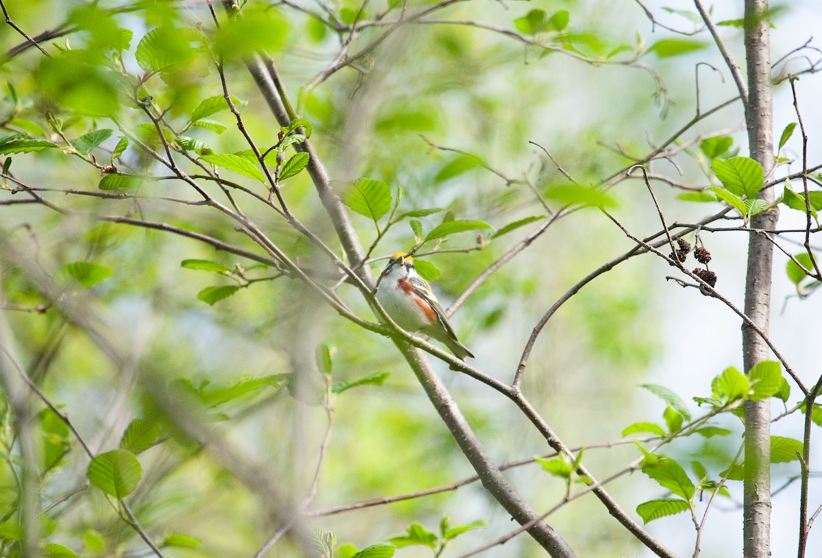 Chestnut-sided Warbler - Catherine Paquet