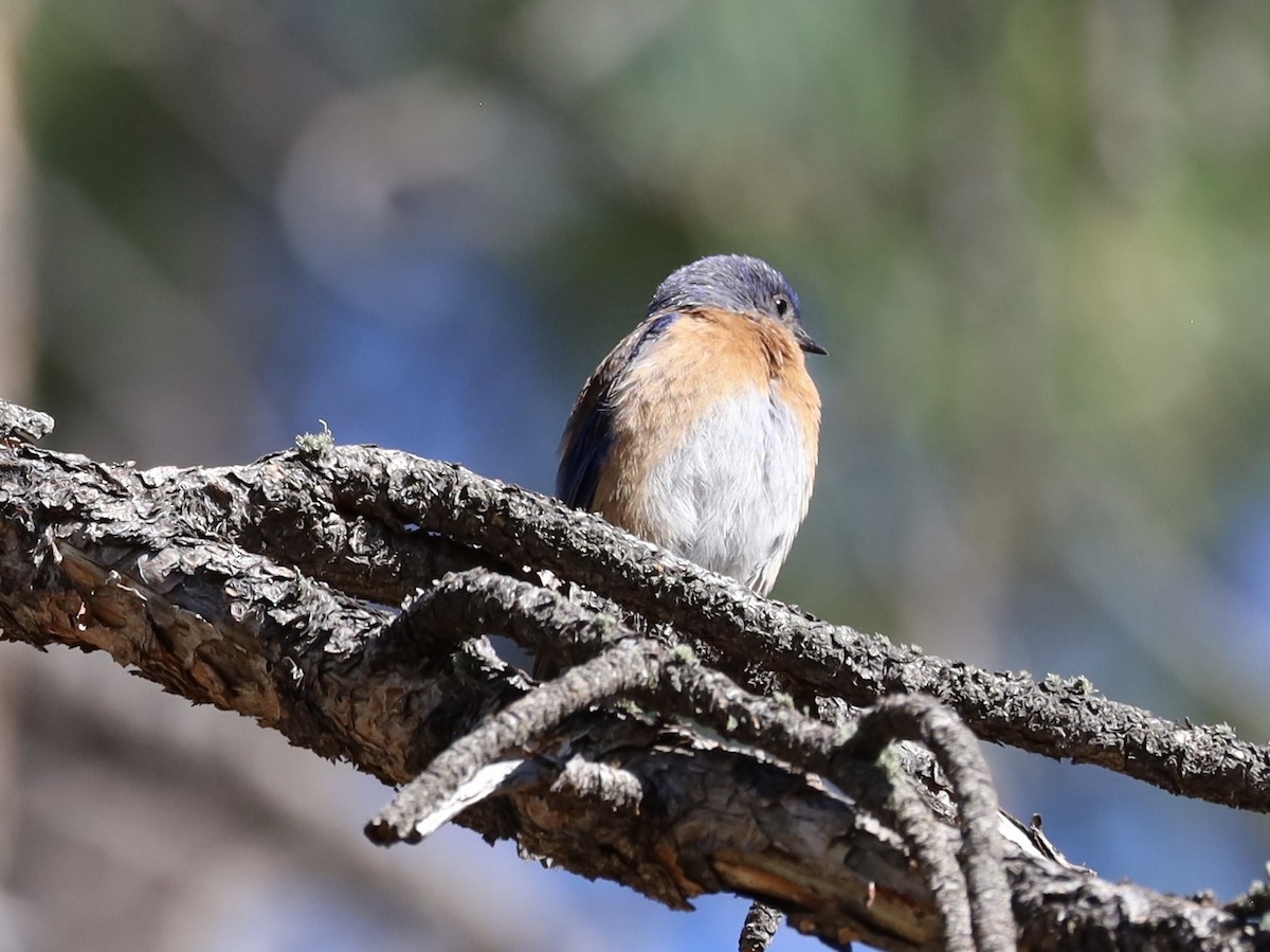 Western Bluebird - Mohini Rawool-Sullivan