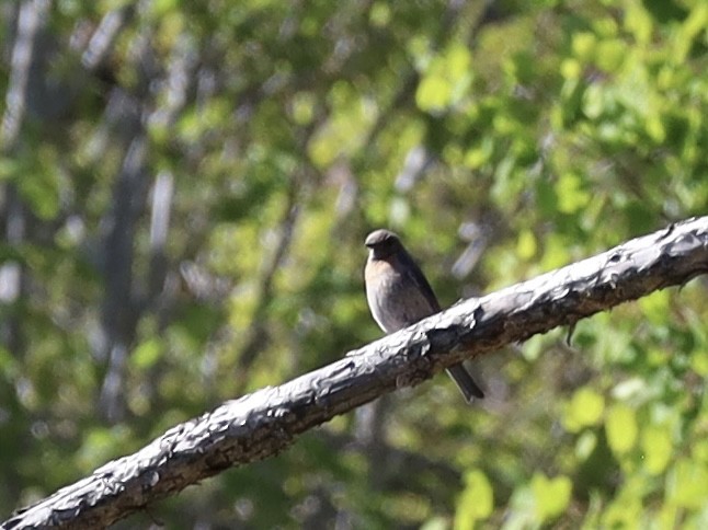 Western Bluebird - Mohini Rawool-Sullivan