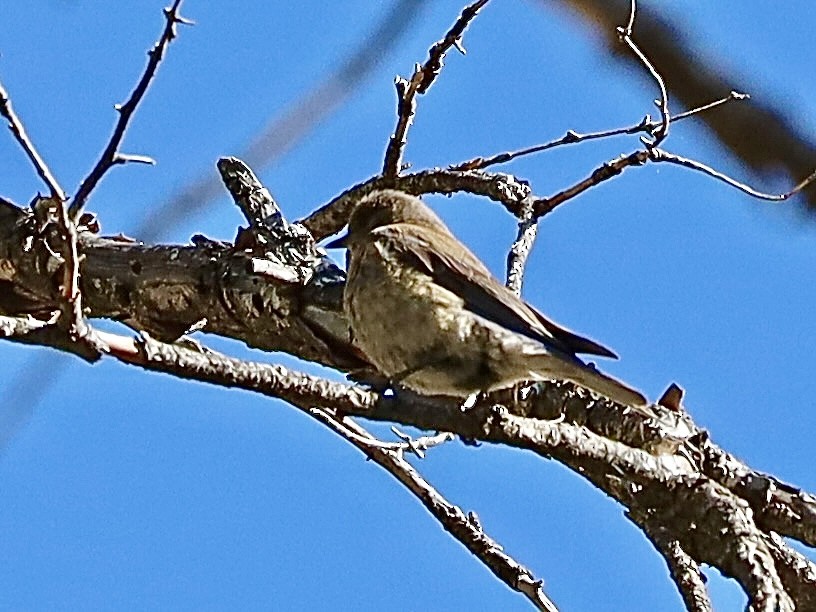 Western Bluebird - Mohini Rawool-Sullivan