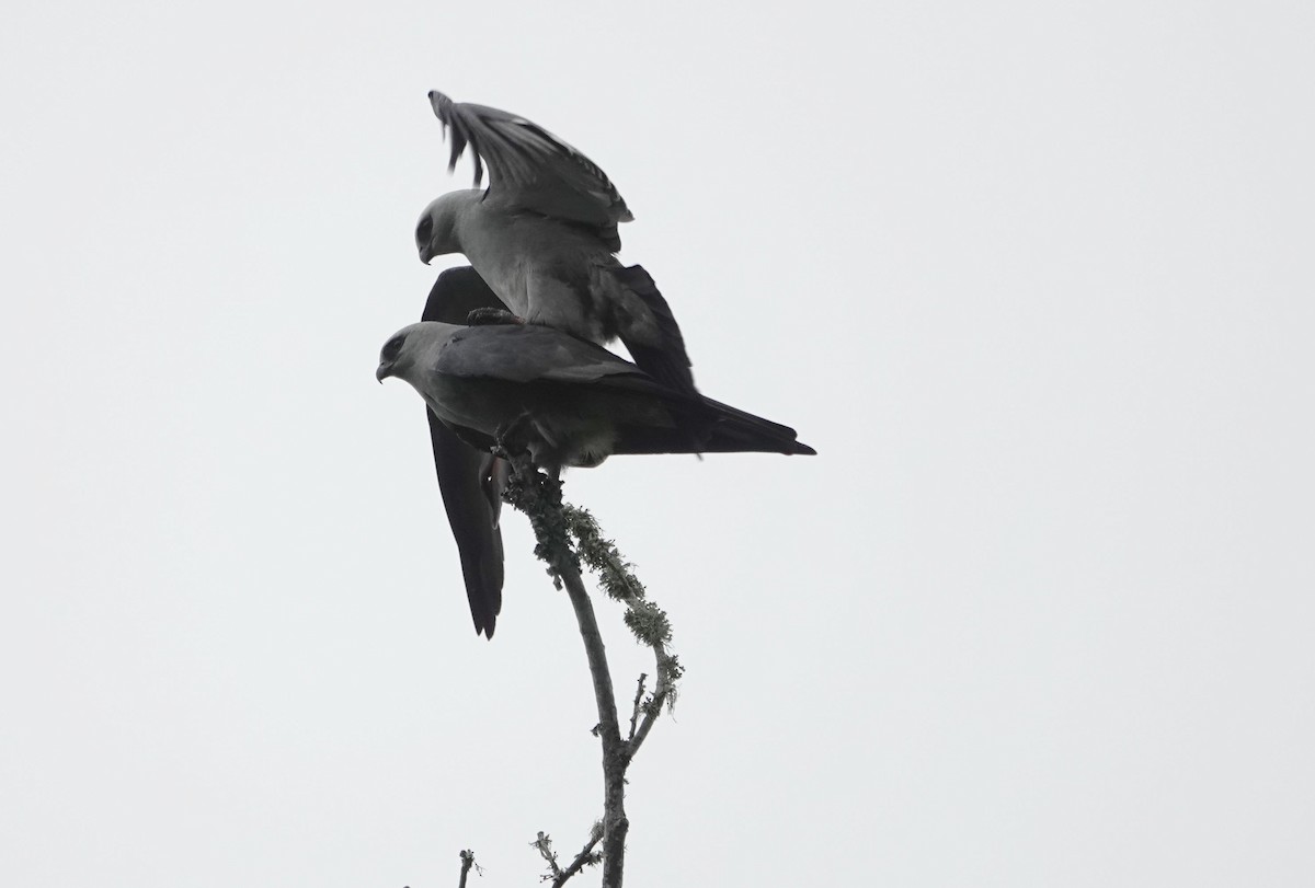 Mississippi Kite - ML619298532