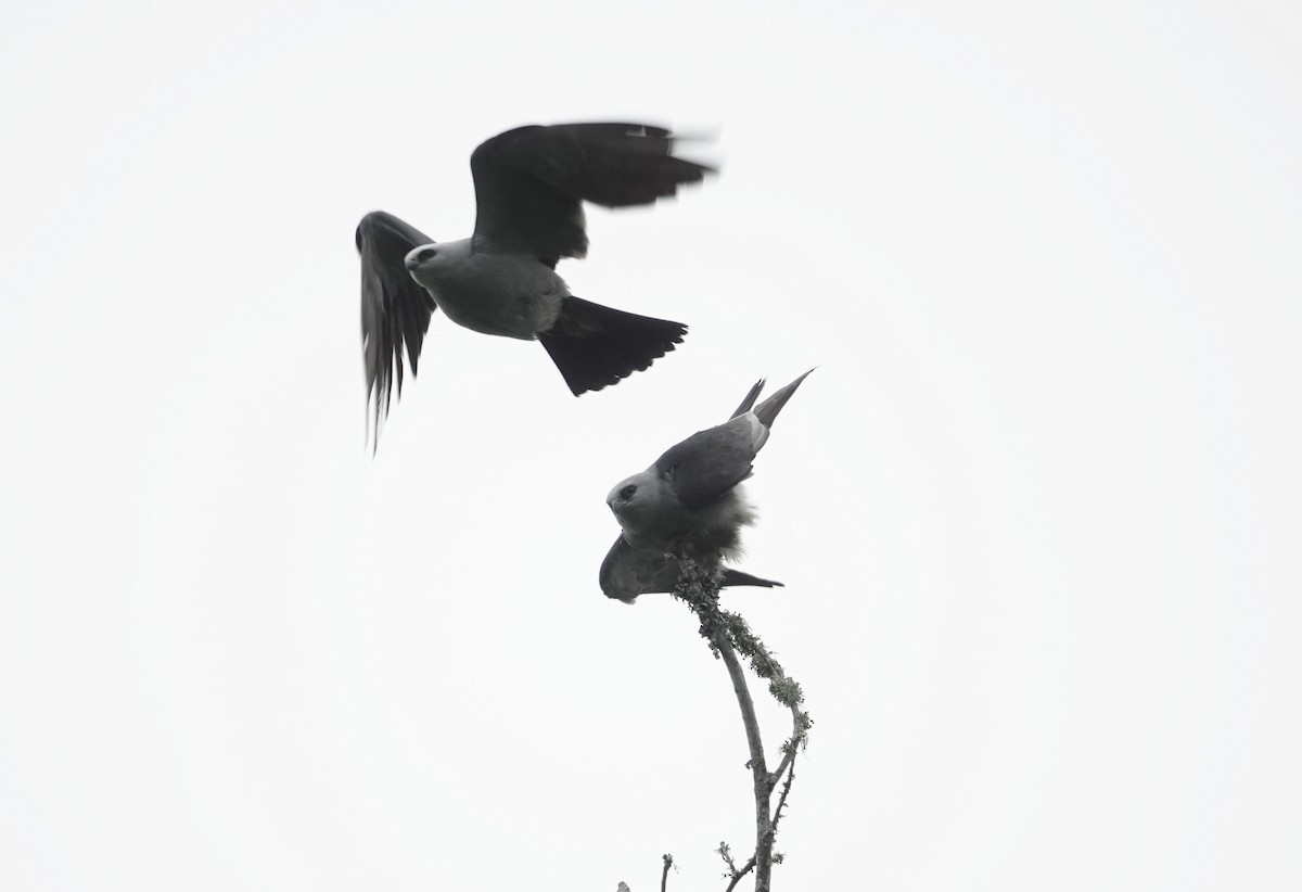 Mississippi Kite - ML619298533