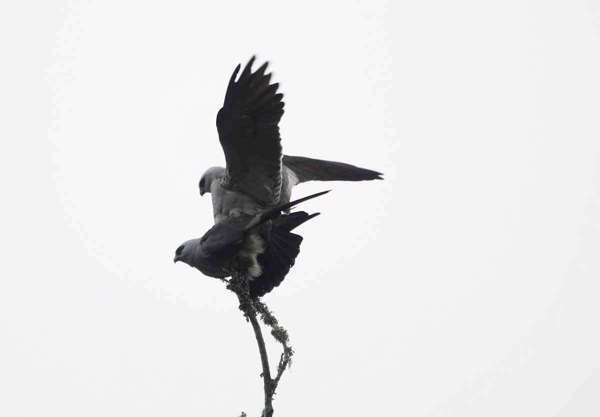 Mississippi Kite - ML619298534