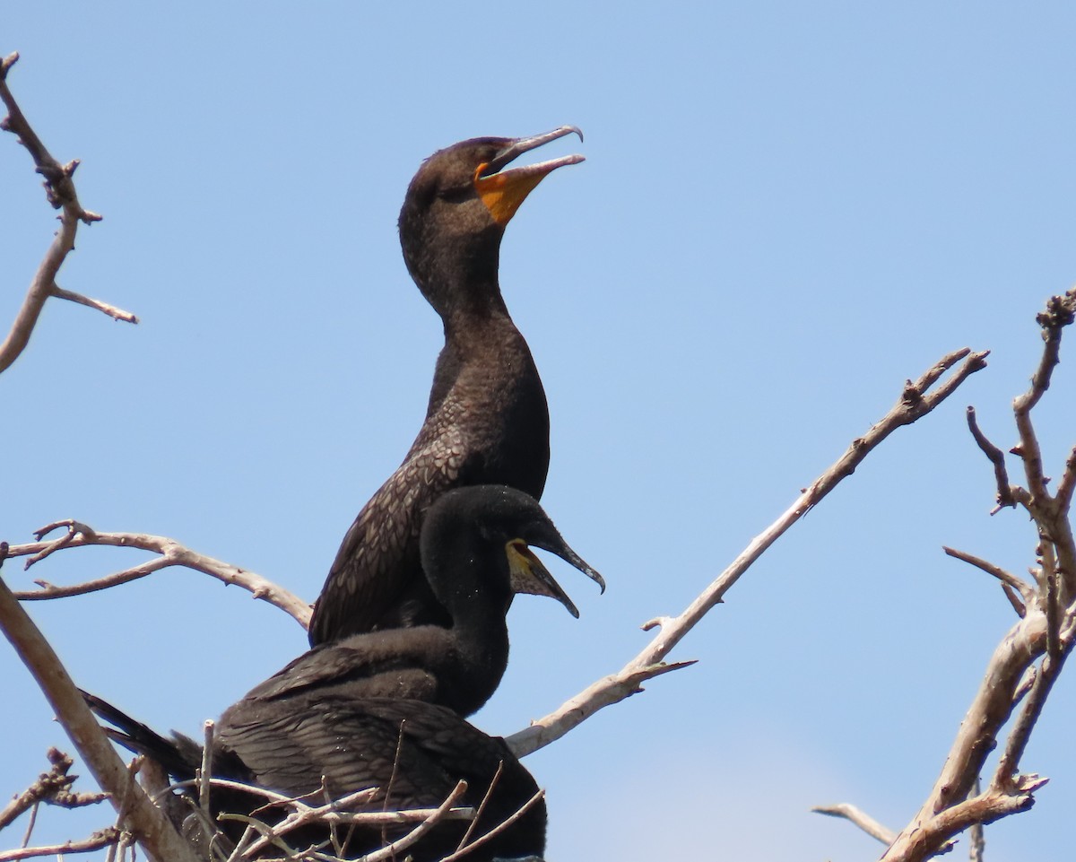 Double-crested Cormorant - Laurie Witkin