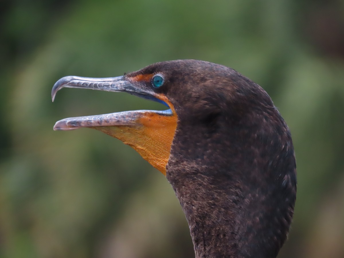 Double-crested Cormorant - Laurie Witkin