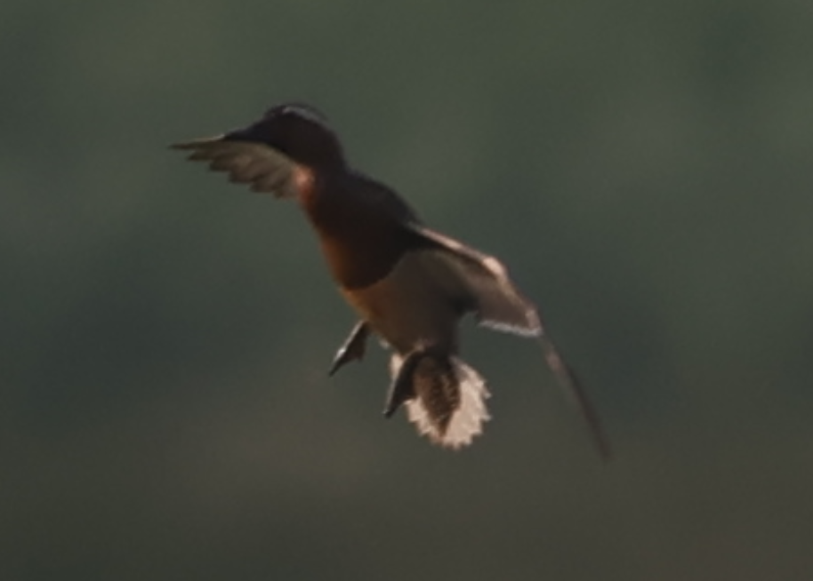 Garganey - Sandeep Channappa