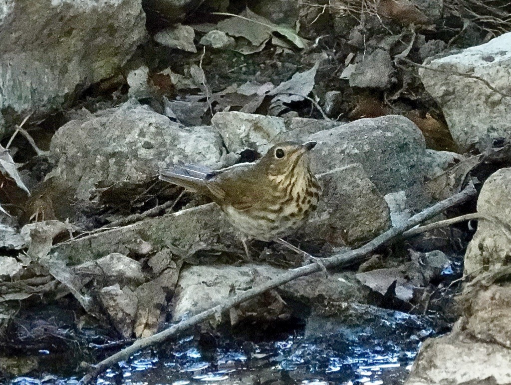 Swainson's Thrush (Russet-backed) - Rick Taylor