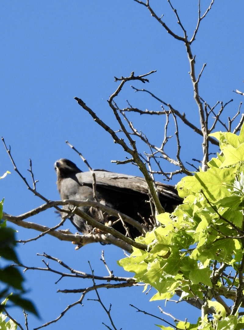 Common Black Hawk - ML619298558