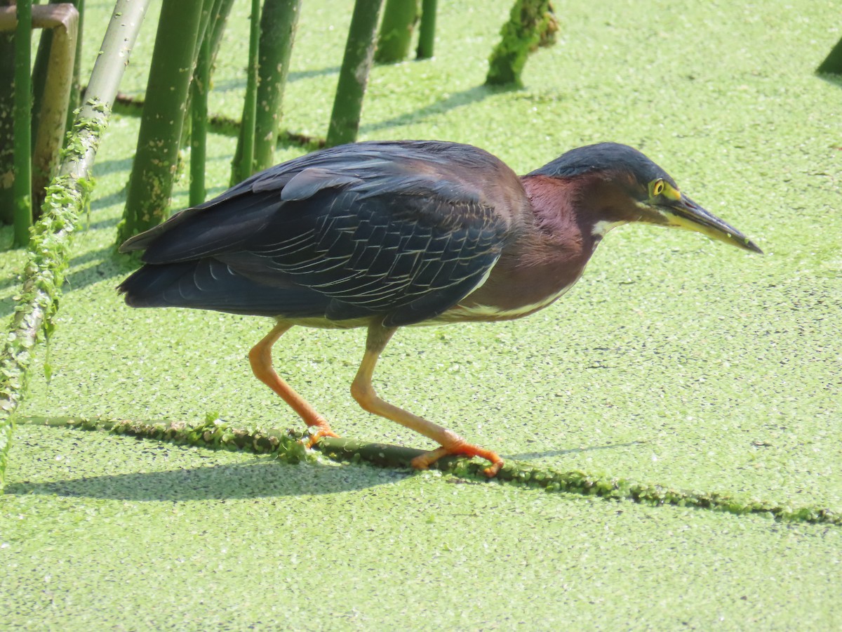 Green Heron - Laurie Witkin