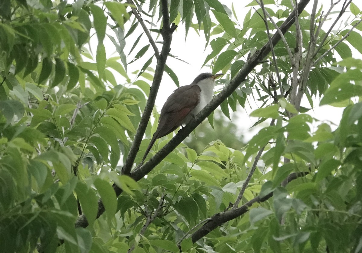 Yellow-billed Cuckoo - Lauren Stranahan