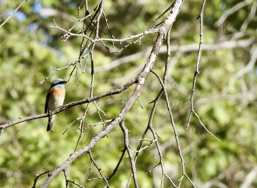 Lazuli Bunting - Rachel Smith